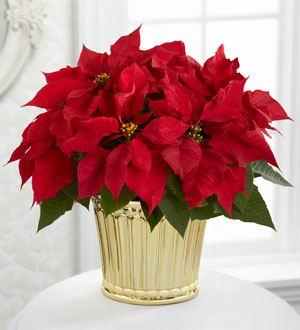 Poinsettia Rouge
