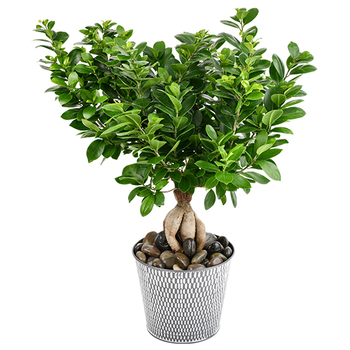 MODERN FICUS GINSENG PLANT
