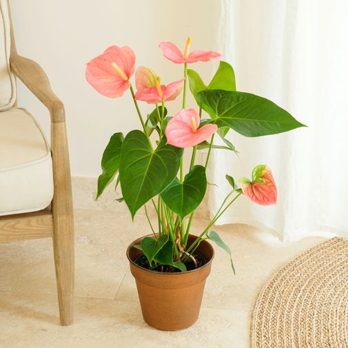 Plante Anthurium  