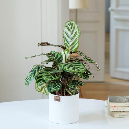 Plante Calathea Artisanale 