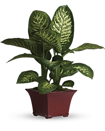 PLANTE DIEFFENBACHIA CHARMANT
