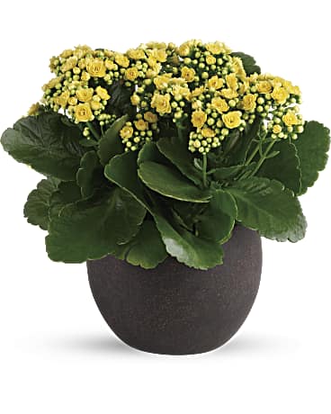 KALANCHOE JAUNE