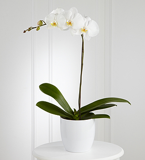 LA JARDINIERE D'ORCHIDEE BLANCHE 