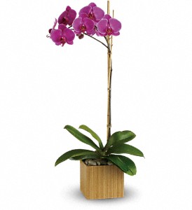 Orchidee violette imperiale