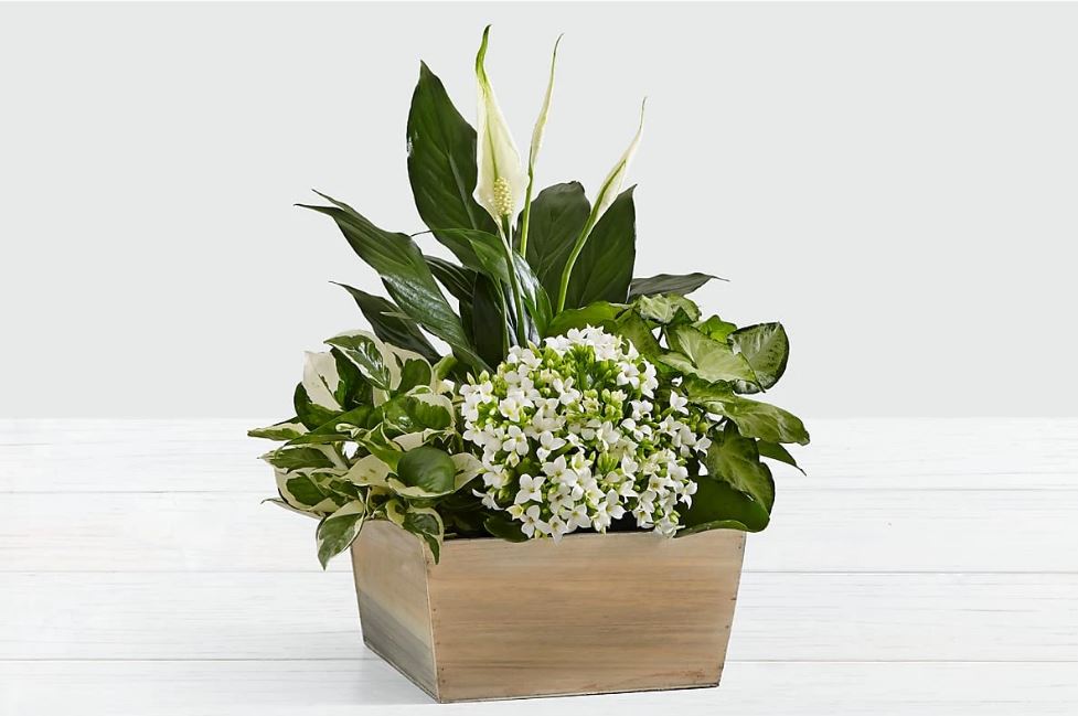 Jardin blanc paisible