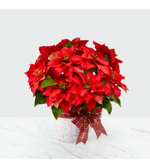 POINSETTIA FETES HEUREUSES