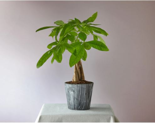 Plante Pachira jour de chance