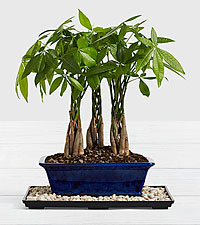 PLANTE PACHIRA TRESSE