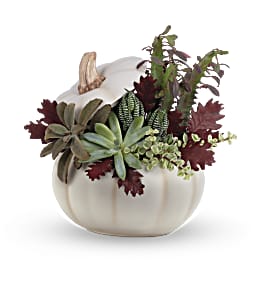 Jardin de succulentes Fantasmagorique