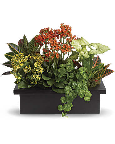 ASSORTIMENT DE PLANTES ELEGANTES