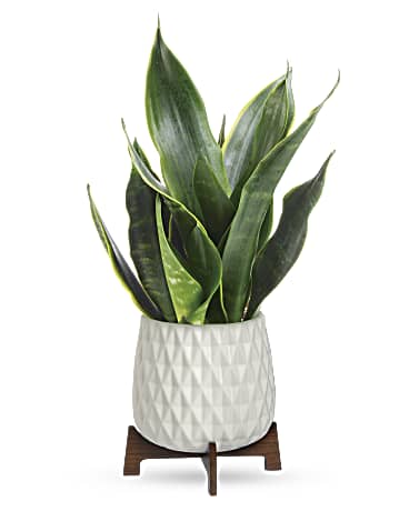 PLANTE SANSEVIERIA ART CROISSANT