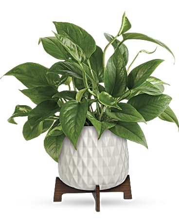 PLANTE POTHOS DE LUXE