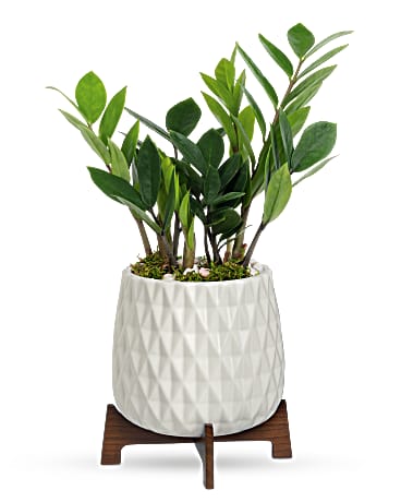 Plante Zanzibar Luxuriante