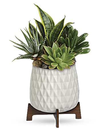 PLANTES SUCCULENTES HUMEUR MODERNE