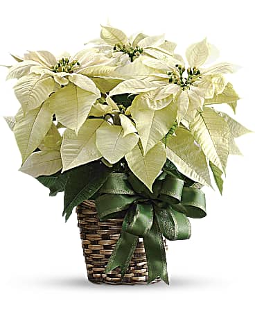 PLANTE POINSETTIA BLANC DES FETES